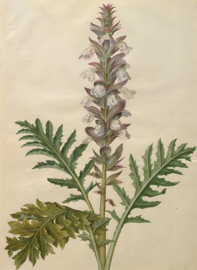 Acanthus mollis de Johannes Simon Holtzbecher